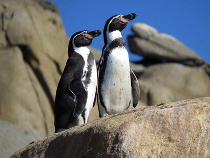 Pingüino de Humboldt, fauna marítima nativa de Punta de Choros en la Región de Coquimbo, Chile