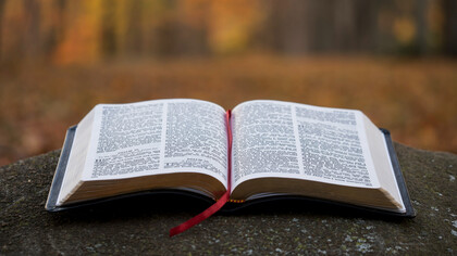 Un solitario libro abierto frente a la entrada de un bosque