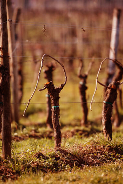 Un vigneto della Franciacorta