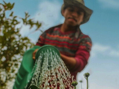 Young man watering the plants