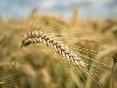 Espigas de trigo em fase de desenvolvimento em área cultivada. Novas variedades adaptadas ao clima tropical estão ampliando as possibilidades de produção no Brasil