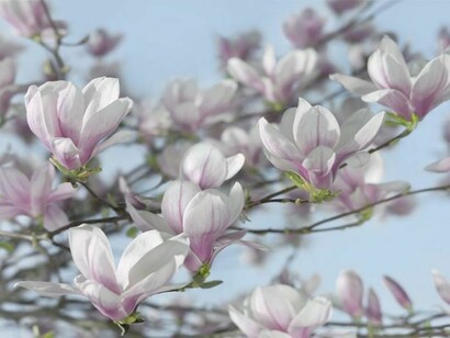 Magnolia liliflora