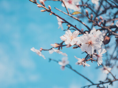 Magnolia stellata rosea