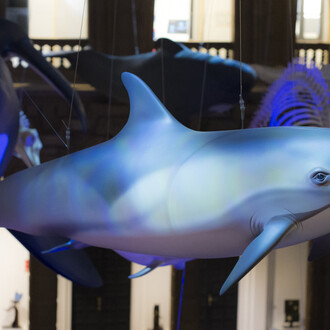 Cetáceos de Andalucía, vista de exhibición. Cortesía de Casa de la Ciencia