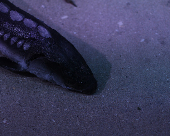 The Black Sea Diorama. Courtesy of National Museum of Natural History