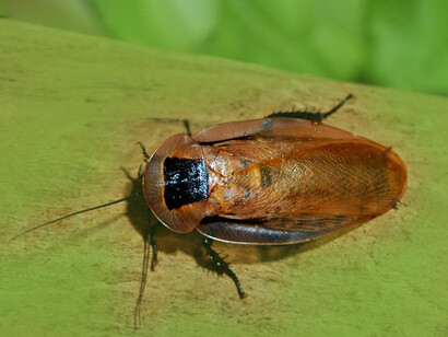 Cucaracha discoide («Blaberus discoidalis»)