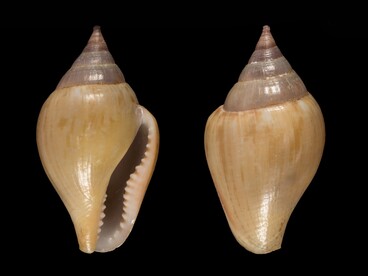 Nella grotta di Üçağızlı II sono stati trovati quattro denti isolati, una mandibola parziale, strumenti musteriani, resti di animali selvatici e conchiglie di Columbella rustica, alcune delle quali forate o riscaldate