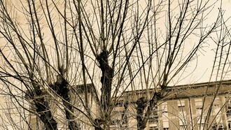 Il mio albero, foto di Mariella Busi de Logu