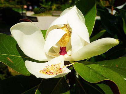 Fiore di magnolia a luglio