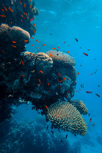 Marine life living below the oceans' surface is a valuable resource for the biome