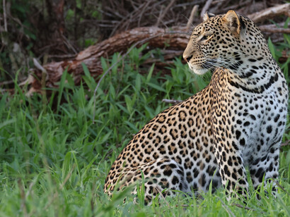 Leopard, Tsavo West National Park (c) Gehan de Silva Wijeyeratne 