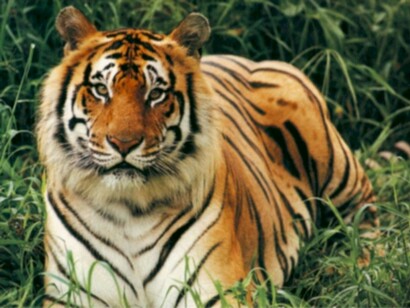 Bengal tiger