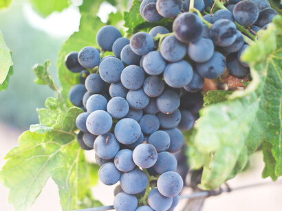 Racimo de uvas. La chichita bien madura brama en las bodegas como una gran vaca sagrada