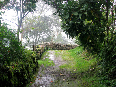 Resti di un percorso in una foresta pluviale