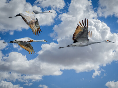 Birds' navigation ability can be impaired by man-made electromagnetic fields