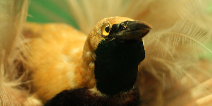 Bird of Paradise. Courtesy of Grigore Antipa National Museum of Natural History