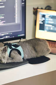 A cat wearing a harness is sleeping on a computer desk