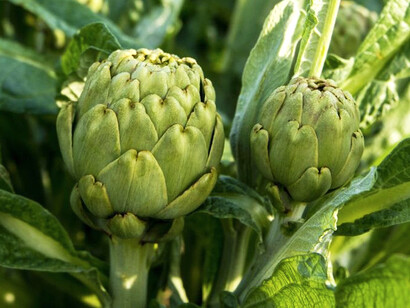 Todos en el pueblo sembraban lo mismo, él quería algo diferente