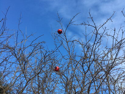 Melograno in inverno che conserva i suoi frutti