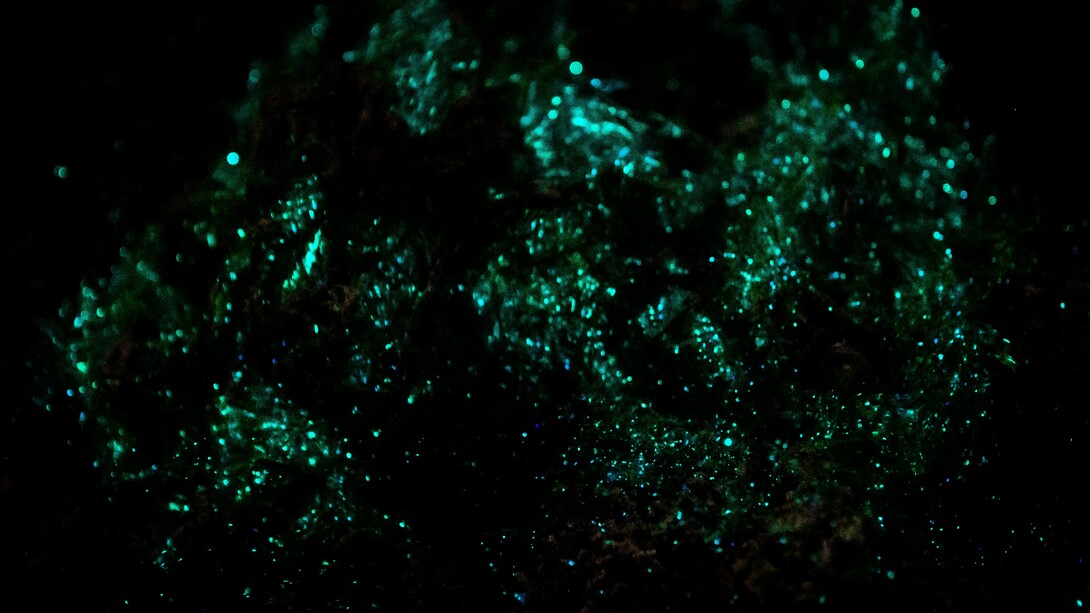 Ejemplares de Noctiluca scintillans en la playa de Spiekoorg, Frisia Oriental, Alemania