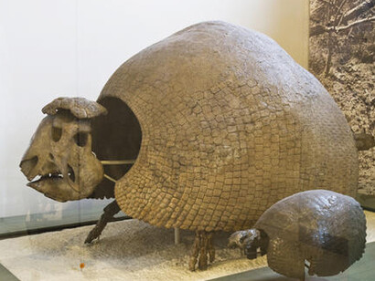 Hall of Primitive Mammals. Courtesy of American Museum of Natural History