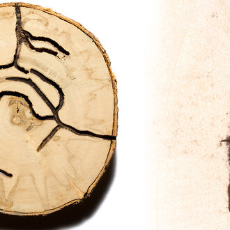 Bark Beetle Calligraphy. Courtesy of Florida Museum of Natural History