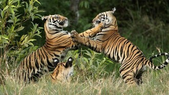 Two Warring Big Cats at Bandhavgarh