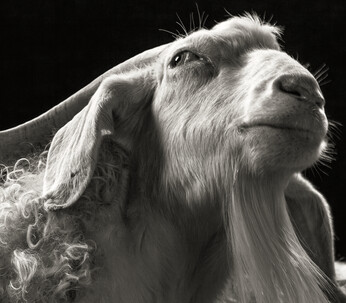 Il fotografo voleva essere sicuro di puntare sempre la macchina fotografica sul loro sgaurdo