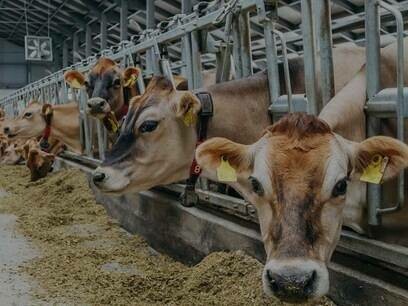 Allevamento di bovini