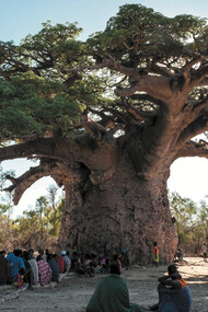 Baobab (Adansonia grandidieri) © Louise Jasper