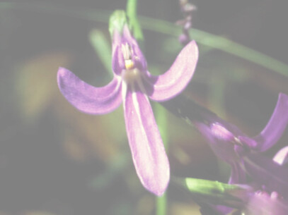 La floriterapia australiana dona un fiore speciale che permette di entrare in quell'universo dentro di noi: l'angelsword