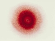 Ori Gersht, Love Me Love Me Not 2, 2013, Archival Ink Print, 120x120 cm