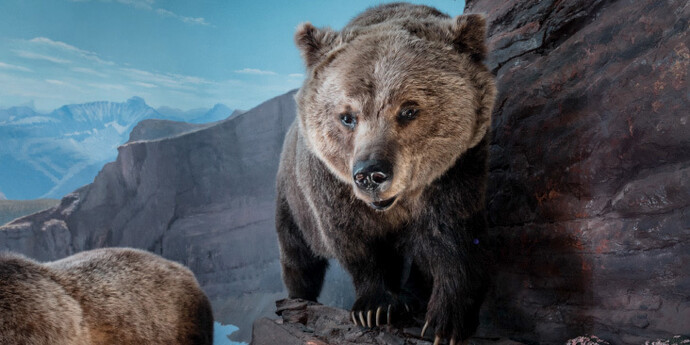Mammal Gallery. Courtesy of Canadian Museum of Nature
