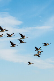 Uccelli in volo