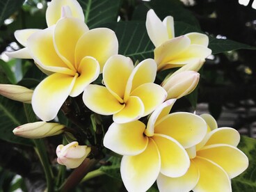 A Bali anche i profumi hanno un ruolo importante: gelsomino, ibisco e soprattutto frangipani accompagnano i trattamenti e richiamano una dimensione sacra della bellezza