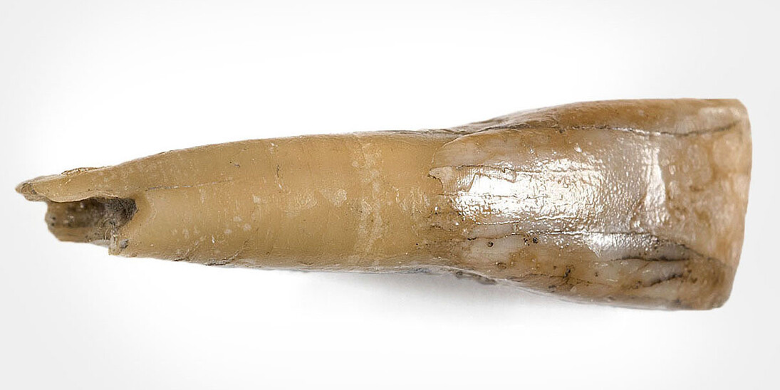 Fossil Mammals. Courtesy of Museum für Naturkunde