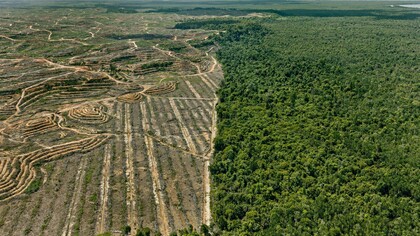 Edward Burtynsky, Clearcut  #1, Palm Oil Plantation, Borneo, Malaysia 2016 photo © Edward Burtynsky, courtesy Admira Photography, Milan / Nicholas Metivier Gallery, Toronto