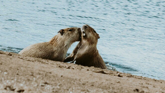 Capibara, un animal de gran tamaño: el más pacífico, amable y  social 