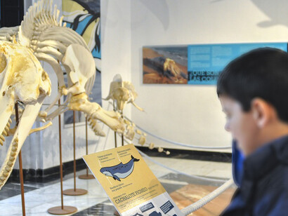 La mar de cetáceos en Andalucía. Courtesy of Casa de la Ciencia