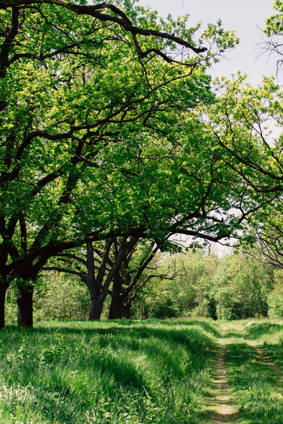 Trees and paths, a personification of uniformity and change