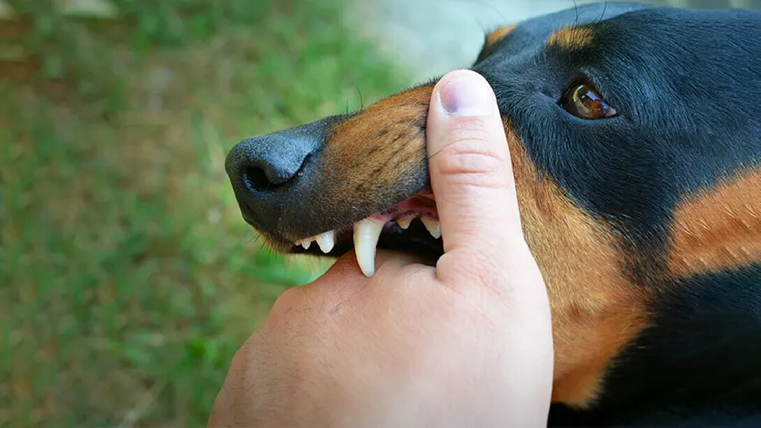 Morsure de chien. Dans la rage, la lenteur de l’incubation tient à la remontée très progressive du virus le long des nerfs, phase silencieuse, avant d’atteindre la moelle épinière et de là le cerveau