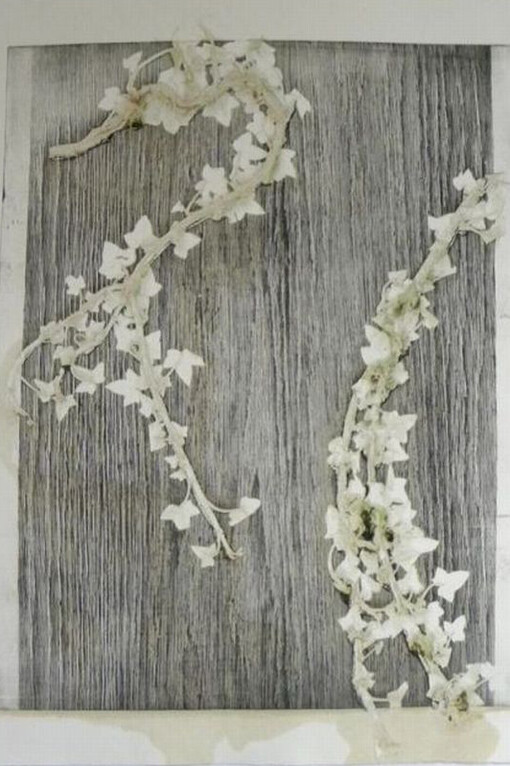 Maria Mac, Twisted Ivy, Linocut unique edition print, 50 x 71 cm 
