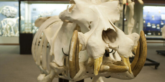 Museum Environment. Courtesy of Museum of Osteology