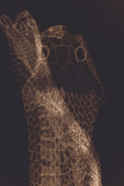 Lucia Pizzani, Todopoderosa, 2019, C-Print from photogram. ©the artist. Courtesy Cecilia Brunson Projects.