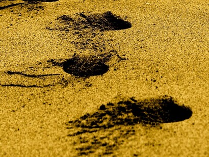 No dejaremos a nuestro paso ni siquiera las pisadas 