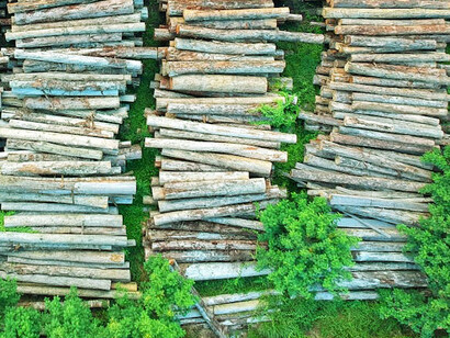 From crucifixions to clearcuts, humanity's capacity for cruelty remains unchanged, now manifesting in the destruction of our forests
