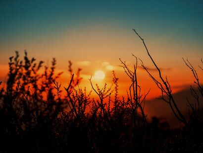 El atardecer visto desde unos arbustos en medio de la naturaleza. Santa Barbara, EE.UU.
