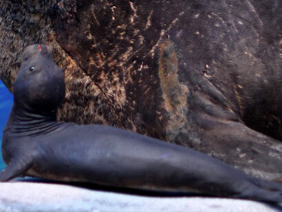 Black Sea seal. Courtesy of Grigore Antipa National Museum of Natural History