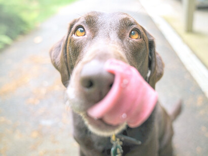 Sabemos que el perro no obedece a señales digitales: en los animales todo es analógico