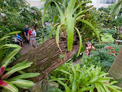 Butterfly Rainforest. Courtesy of Florida Museum of Natural History 